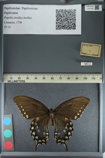 Media type: image;   Entomology 172307